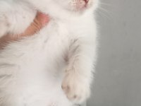 British Ve Scottish Minnoşlar