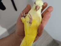 Monk Keşiş Lutino Göz 2 Yasında Sarı Renk