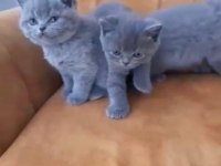 British shorthair yavrular ırk sağlık garantili