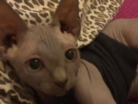 3 Aylık Dişi Sfenks