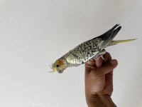 Sultan Papağanımız Sahiplendirilecektir