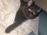 British Shorthair İzmir Ücretsiz