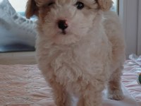 Maltipoo bebek köpeğimiz