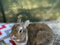 Aguti 4 Aylık Erkek Yavru Tavşan