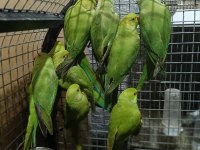 Pakistan Papağanları Kapalı Bileziktir