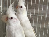 2025 A Kalite Erkek 40 Günlük Albino Saf Kan Sultan Papağanı