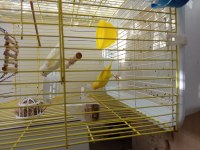 Dişi ve erkek 2 adet kafesi ile birlikte kanarya