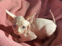 Üst düzey kalitede sfenks