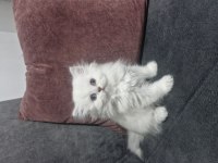 Deniz Gözlüm British Longhair (Ücretli)