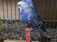 Sağlıklı Muhabbet Kuşu