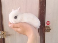 Orjinal cüce tavşan yavruları