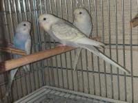 Ele alıştırmalık eşsiz renklerde muhabbet kuşu yavrular