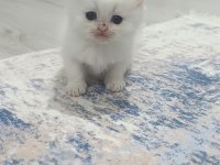 British Yavrular Sahiplendirilecektir