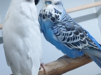 Şov Jumbo Çift Muhabbet Kuşu