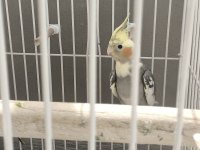 5 Aylık Erkek Sevimli Sultan Papağanı