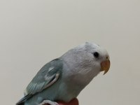 İnsan canlısı yavru sevda papağanı