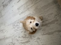 3 aylık maltipoo köpeği