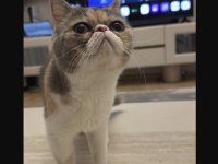 Exotic Shorthair Dişi Yavrumuzu Sahiplendiriyoruz