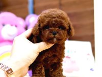 Toy poodle bebek köpekler