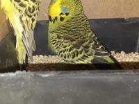 Hazır teksas gold jumbo çift muhabbet kuşu