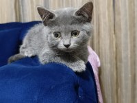 Oyuncu British Shorthair Ponçikler