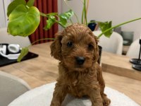 Toy Poodle (Bayram Şekerleri)