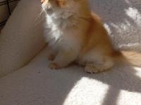 Şecereli Dişi British Longhair Yavrular