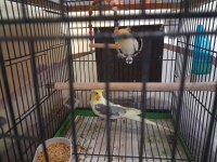 Sultan papağanı çift