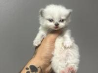 Safkan British Shorthair Bebeklerim