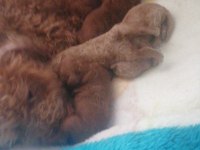 Teacup Küçük Boy Poodle Bebeklerim