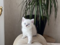 Lynx Point British Shorthair Yavrumuz