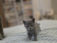 2 Aylik British Shorthair Kızımız