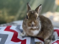 Aguti 4 Aylık Erkek Yavru Tavşan