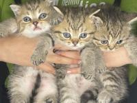 British Golden British Shorthair Yavrular