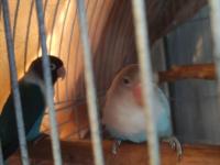 Çift Sevda Papağanı