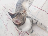 Kedimiz Paris İçin Yeni Ev Arıyoruz