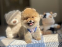 3 aylık ayı surat pomeranian boo yavrular