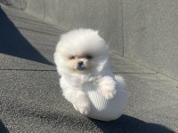 Ayı Surat Pomeranian Boo Yavrularımız