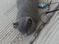 3 Aylık British Shorthair Bir Sorunu Yok