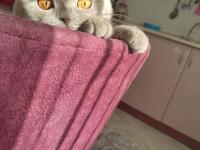 Scottish Fold Kedimize Dişi Arıyoruz