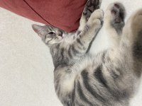 Ücretsiz 6 Aylık British Silver Tabby