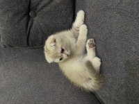 Scottish Fold Fındık Kızımıza Yuva Arıyoruz