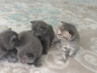 Masmavi Gözlü Minik Mucize Kediler