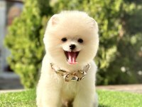 Sevimli pomeranian boo köpeği yavrular