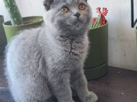 3.5 aylık dişi kedi british ve çevresine