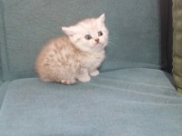 Scottish Straight Yavrusu