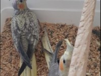 Elle Besleme Sultan Papağanı Yavrular