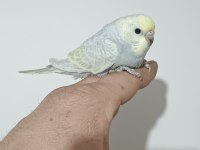 Yeme Düşmüş Rainbow Muhabbet Kuşu Yavrum Dişi