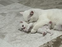 Dünya Tatlısı Beyaz British Shorthair (Teslime Hazır)