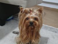 Yorkshire Terrier Teacup Dişi